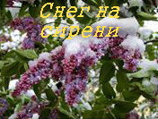 Читать онлайн книгу Снег на сирени автор Цветкова Галина Книга Снег на сирени