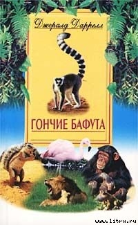 Читать онлайн книгу Гончие Бафута автор Даррелл Джеральд Книга Гончие Бафута